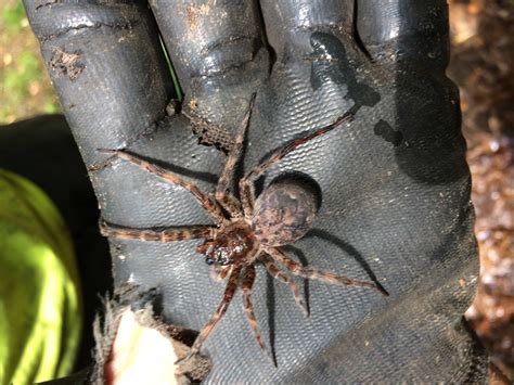 fishing spider|Dolomedes tenebrosus .